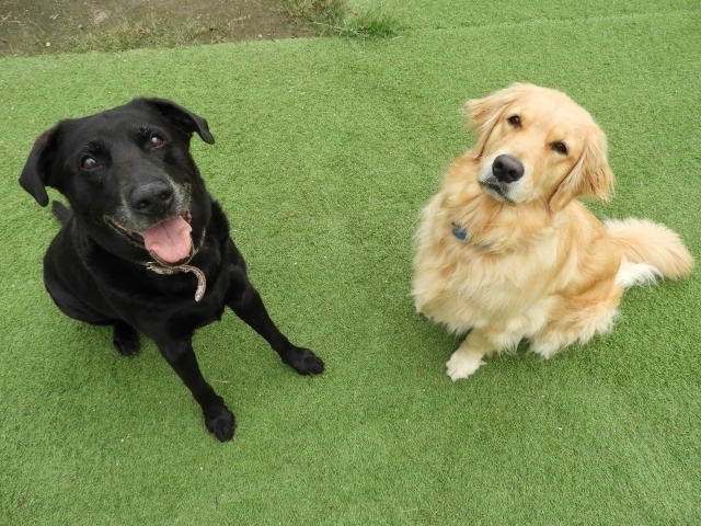 カナガンドッグフードは大型犬にも向いている もしかして小型犬用 大型犬に向いている その理由を大公開 カナガン大好き 愛犬家のためのドッグフード